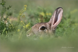 <p>KRÁLÍK DIVOKÝ (Oryctolagus cuniculus)   /European rabbit - Wildkaninchen/</p>